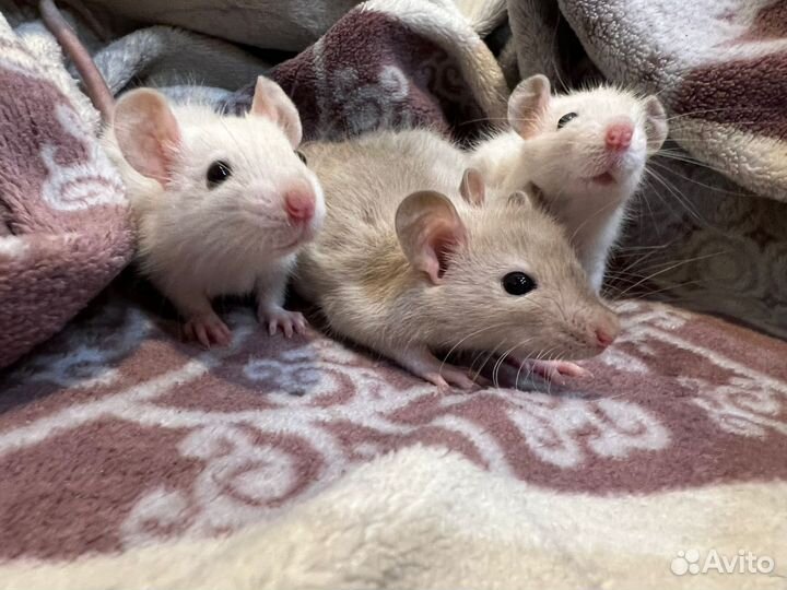 Ручные сиамские крысята белочки