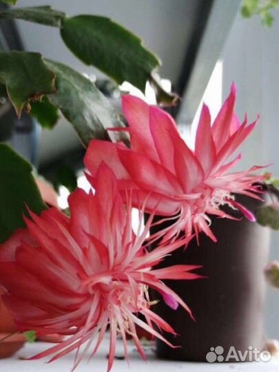 Laranja Dobrada, махровый декабрист