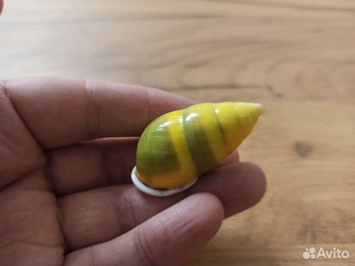 Морская раковина