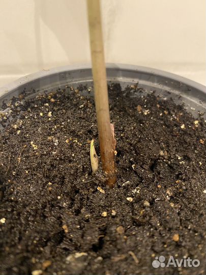 Алоказия Амазоника Полли