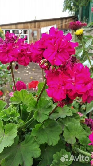 Герань пеларгония