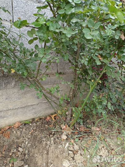 Роза вьющаяся