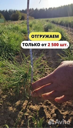 Саженцы сосны обыкновенной окс