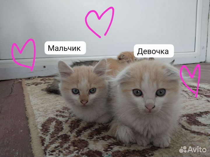 Домашние кошки