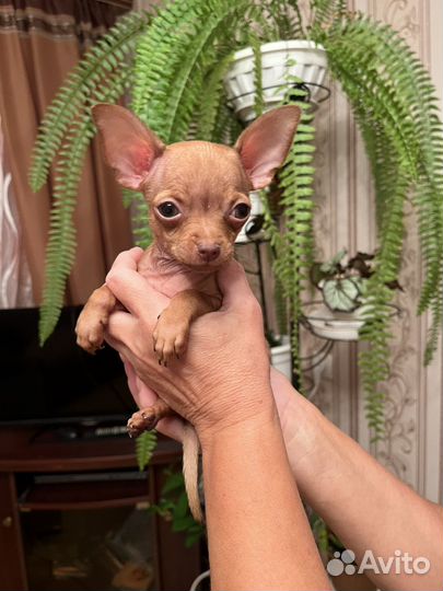 Той-терьер щенки