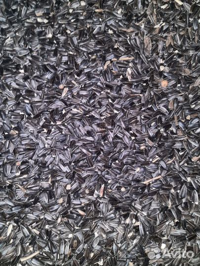 Подсолнечник семена