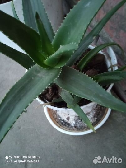 Алоэ 2 летний