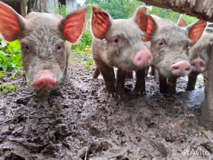 Поросята