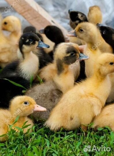 Муларды индоутки гусята