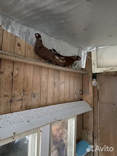 Голуби 3 пары по договорной цень