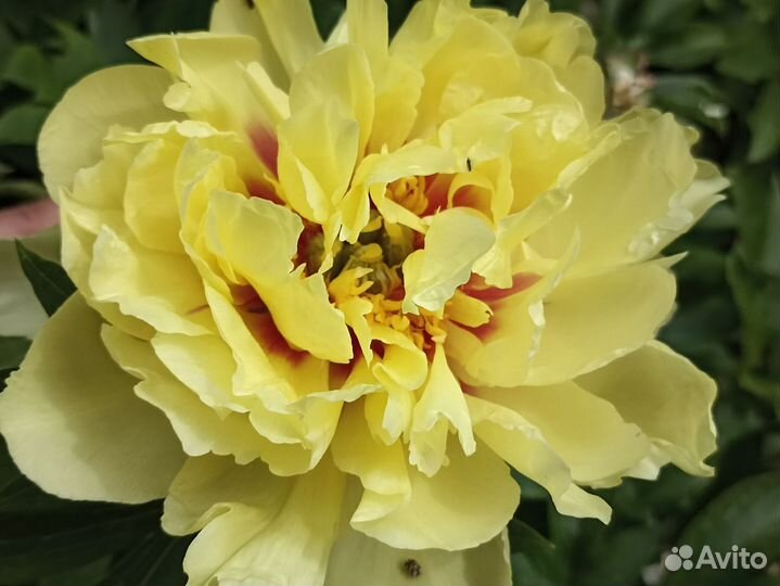 Ито пион Бартзелла 1 корень