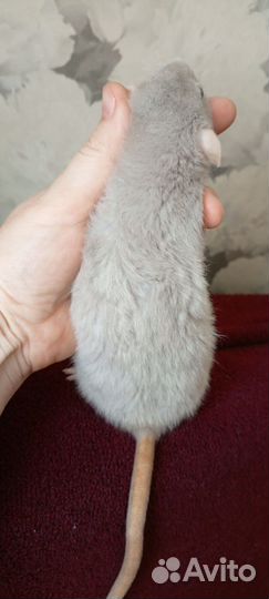 Крысята Дамбо самки самцы Рекс Стандрт