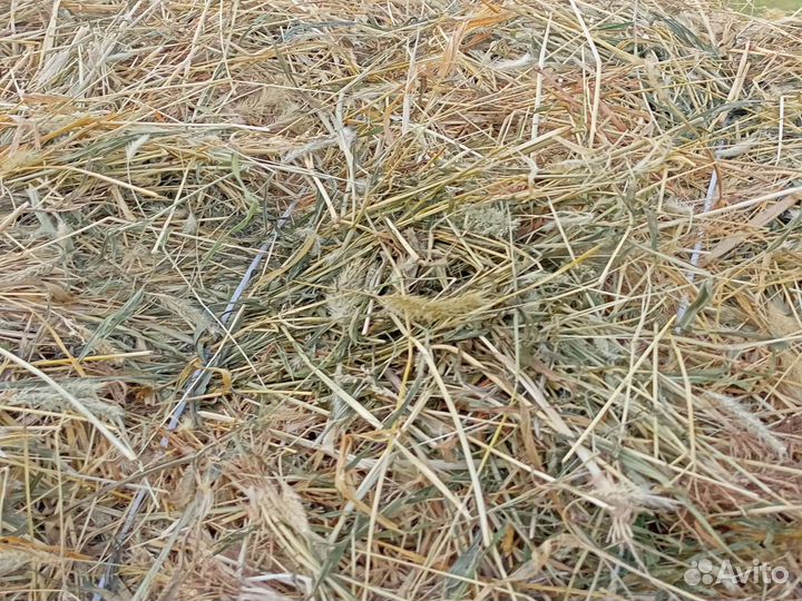 Солома ячменная, овсяная