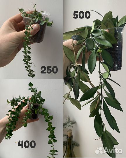 Хойи укорененные