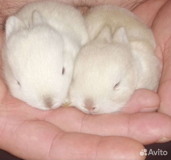 Карликовый кролик