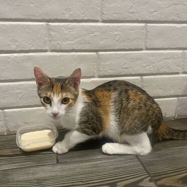 Котёнок в добрые руки