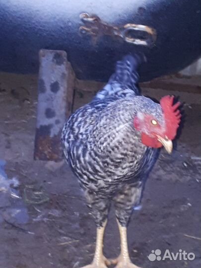 Молодые петушки