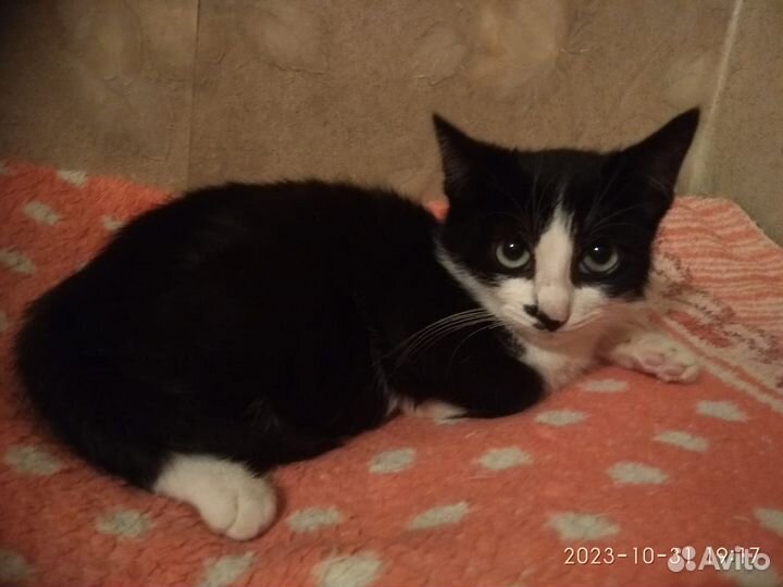 Котика в добрые ручки