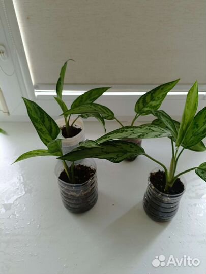 Аглаонема Плекрантус(мята) Псевдоэрантемум Авокадо