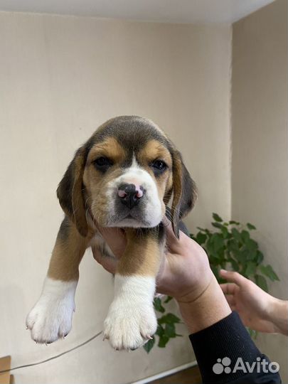 Щеночки бигль, питомник, доставка