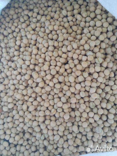 Горох для животных и рыбалки и посадки на семена