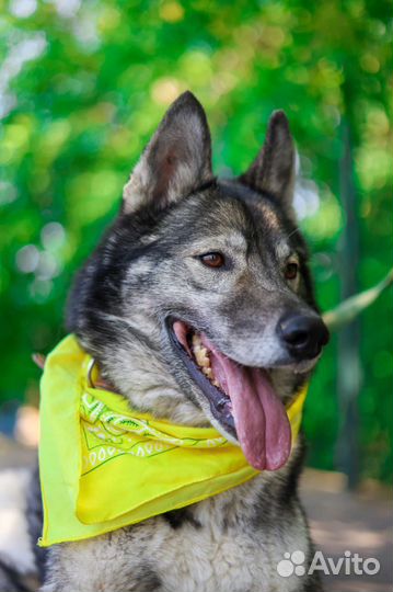 Собака Гром ждет родителей