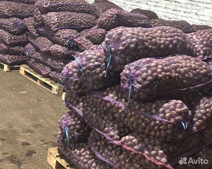 Картофель Оптом красный 6+ Алуэт в Екатеринбурге