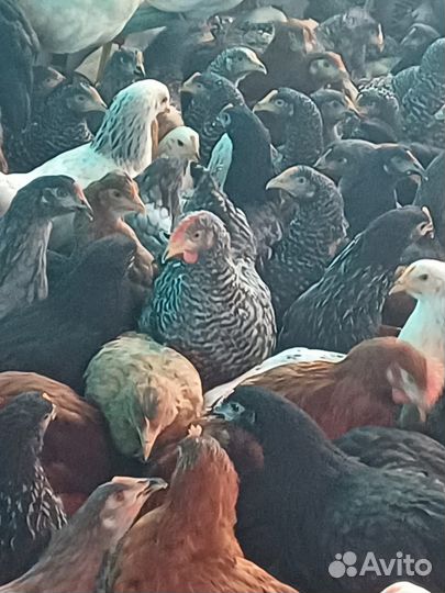 Несушки чешский доминант