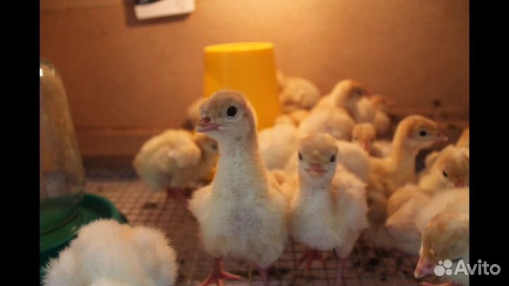 Молодняк С/Х птицы. Бройлер, Индюшата и др