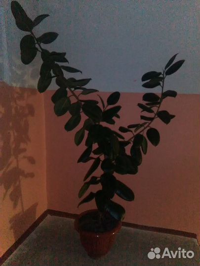 Продам Фикус