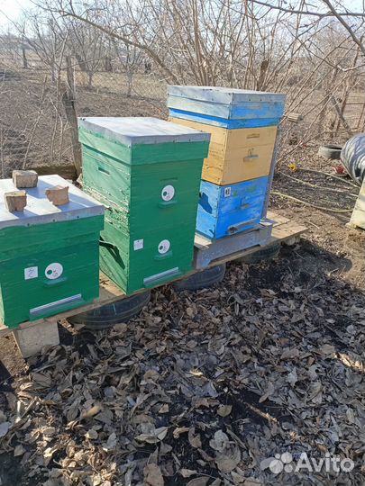 Пчелы с ульями, пасека