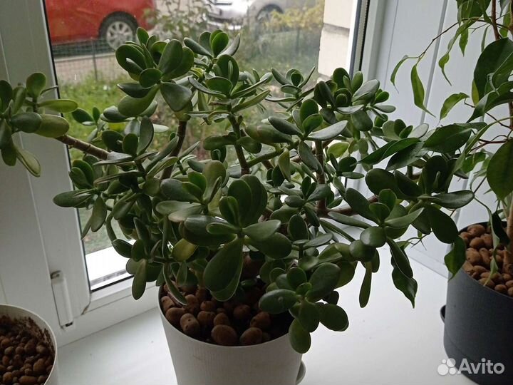 Денежное дерево