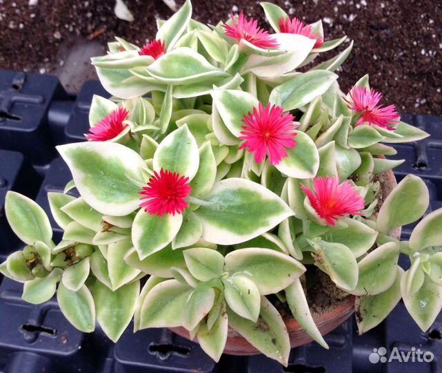 Аптения вариегатная