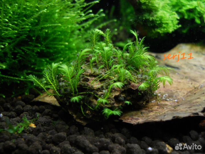 Мхи и Буцефеландр