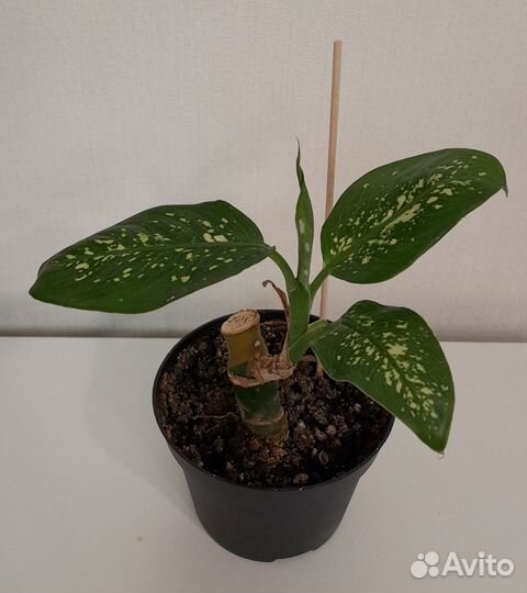 Герань, диффенбахия