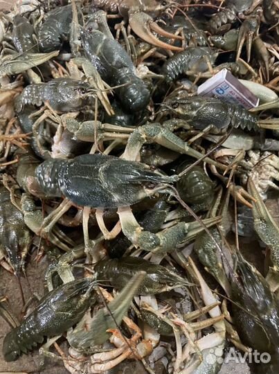 Живые раки, рыба оптом и в розницу