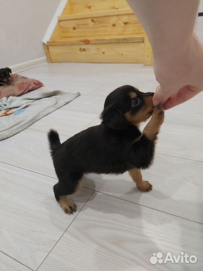 Маленькая собака