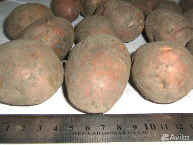 Семенной Картофель Оптом от 10тонн