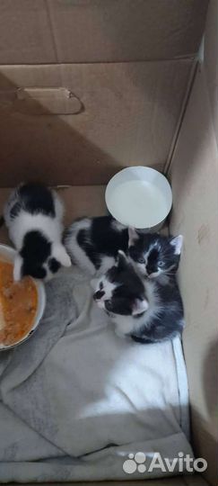 Котята в дар