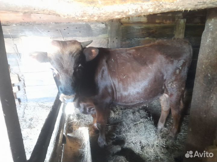 Продается бычок
