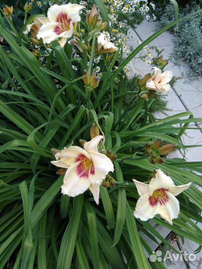 Цветы лилейник