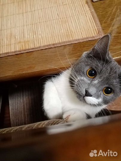 Кошка в дар бесплатно