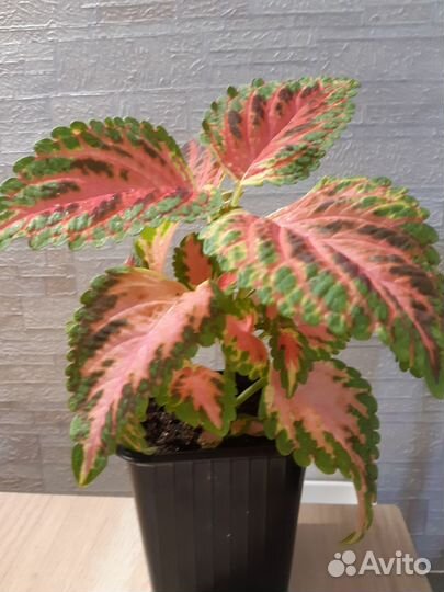 Колеусы вегетативные