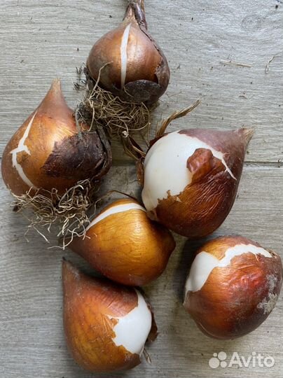 Луковицы тюльпанов