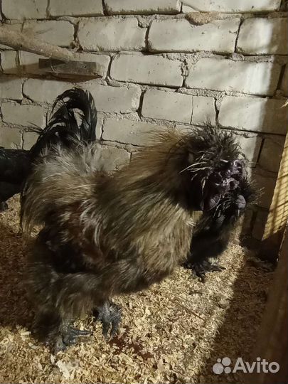 Птица домашняя