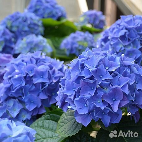 Гортензия Early Blue (Эрли Блю) большие кусты