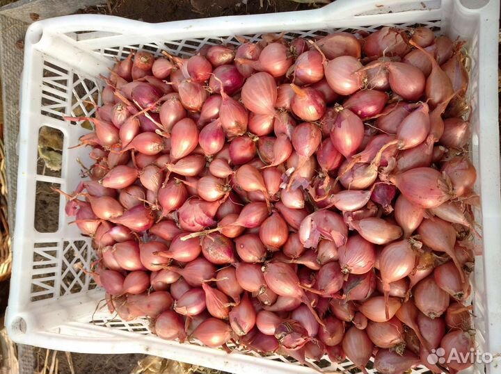 Лук- шалот
