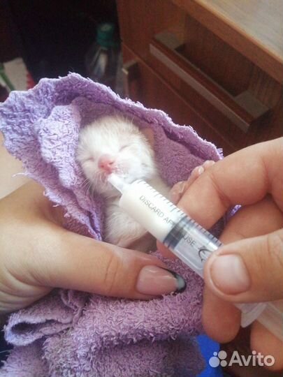 Котята в добрые руки бесплатно