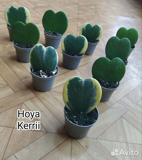 Хойя Керри / Hoya Kerrii