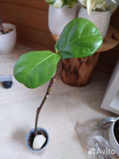 Фикус Лирата, Сциндаптус, Филодендрон,Портулакария